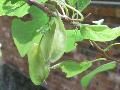 Silverbell / Halesia diptera 